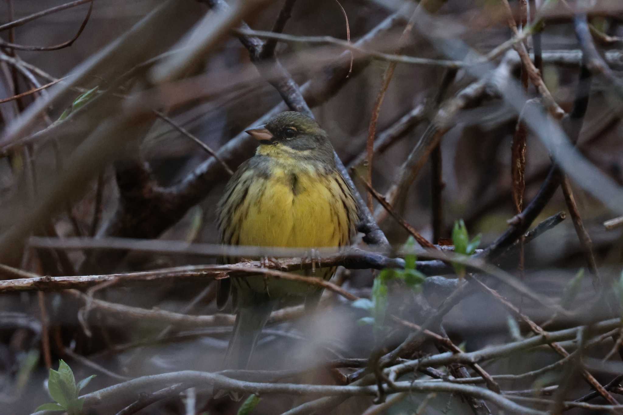 Masked Bunting