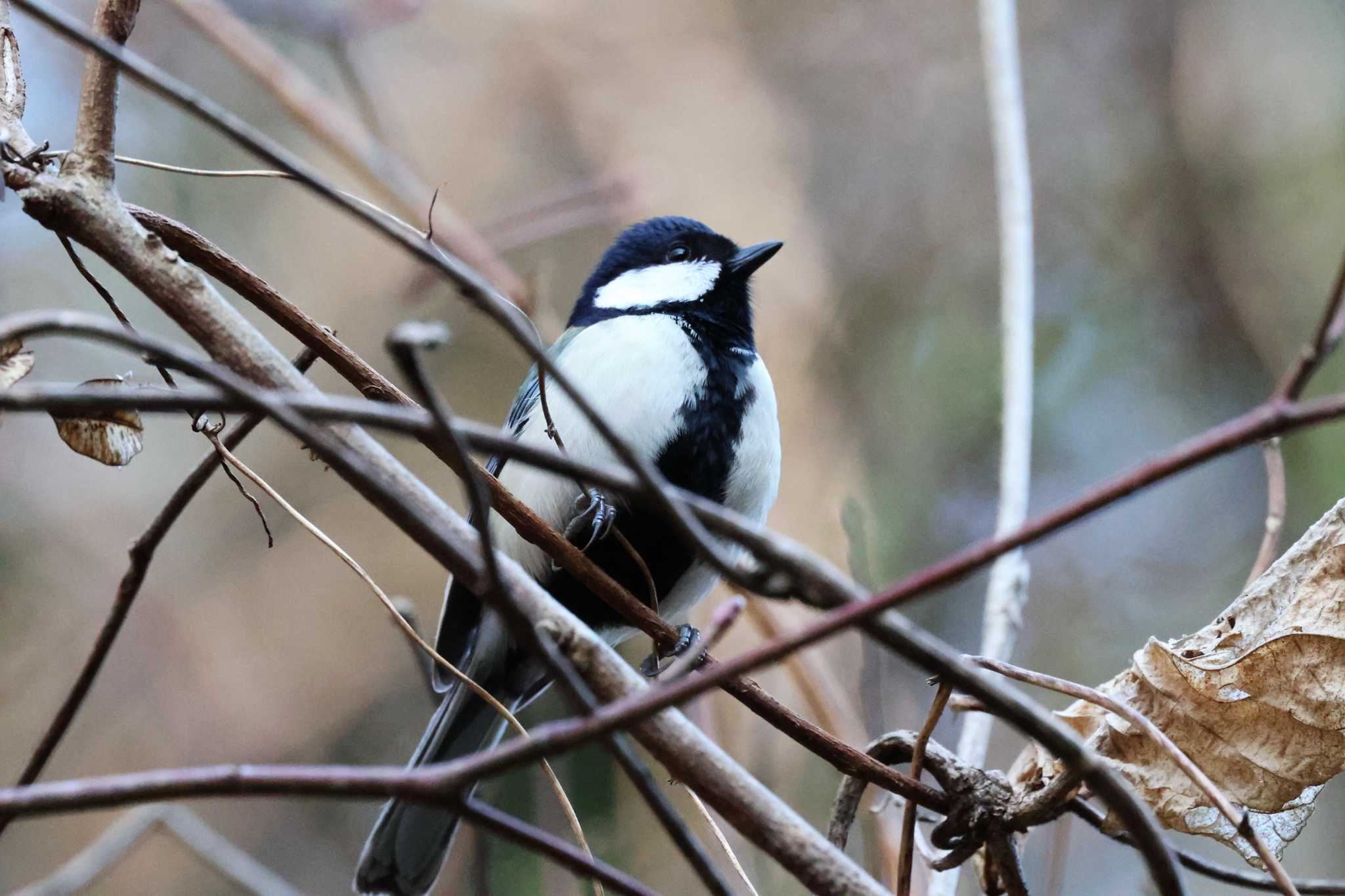 Japanese Tit