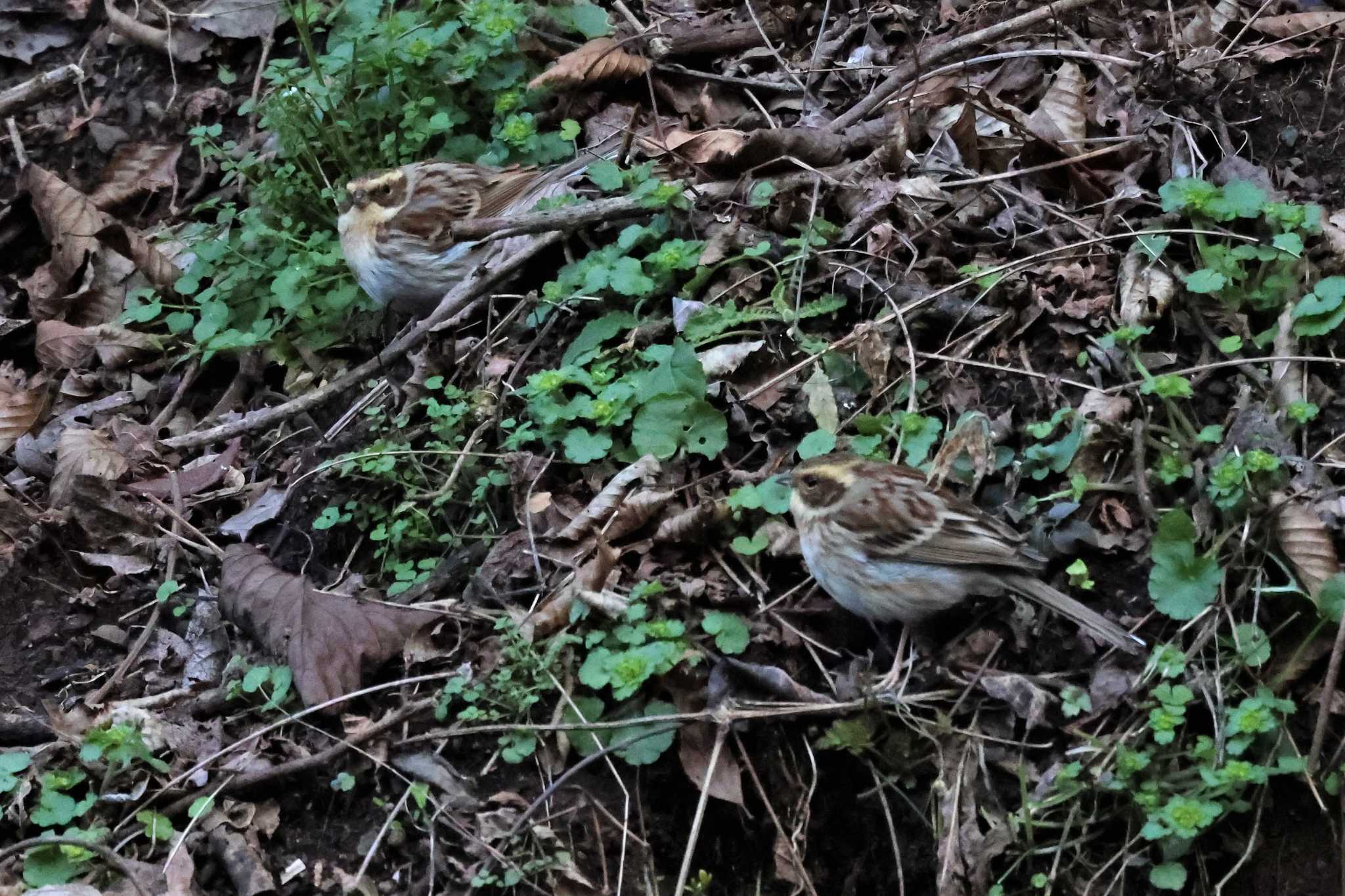 Yellow-throated Bunting