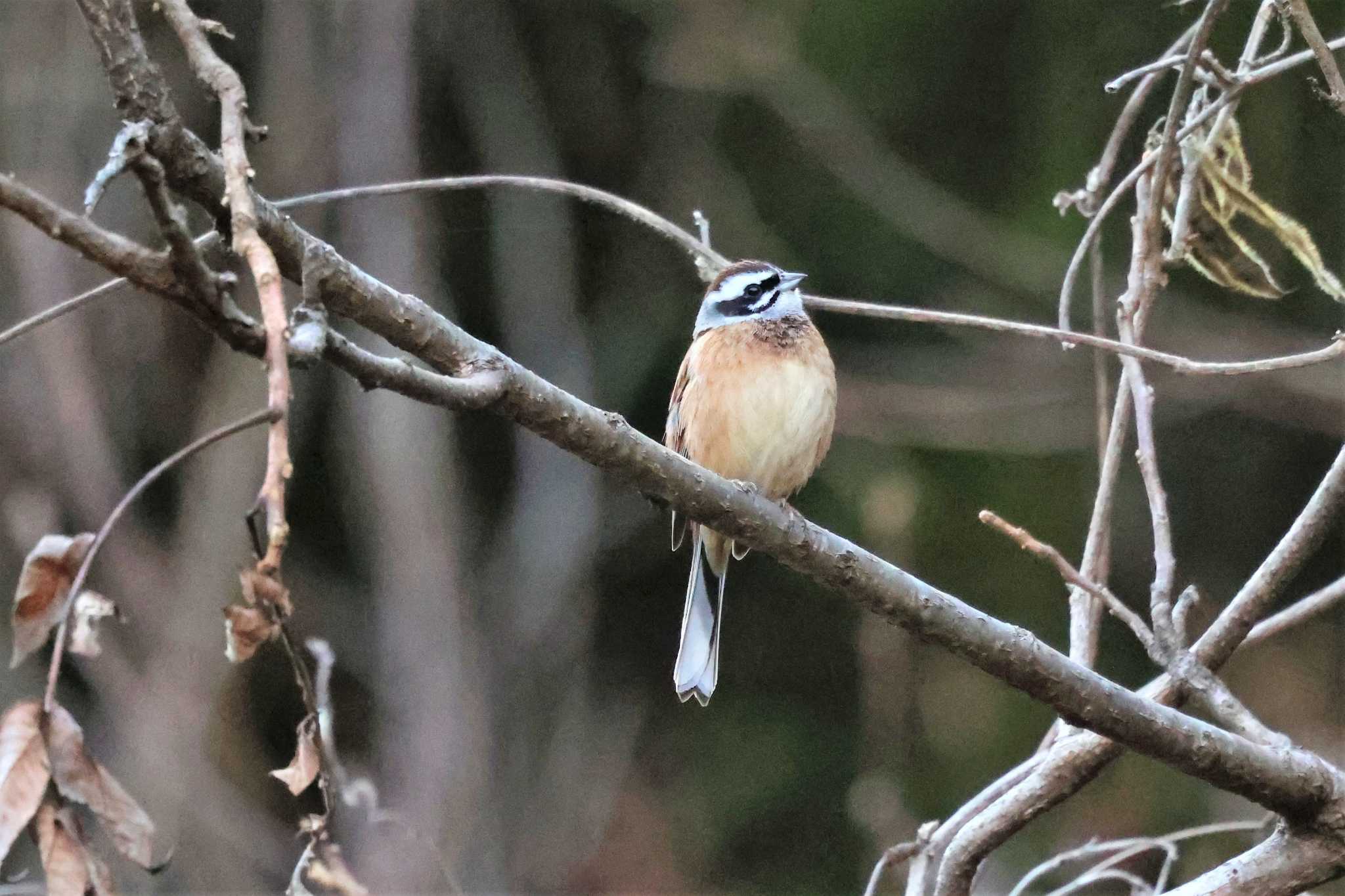 Meadow Bunting