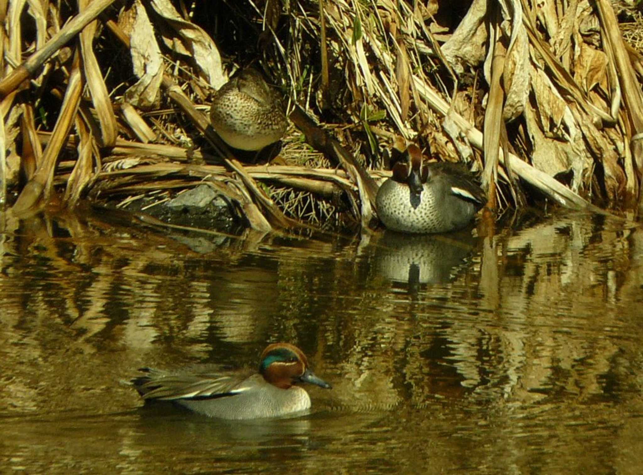 Photo of Eurasian Teal at 裾野 by koshi