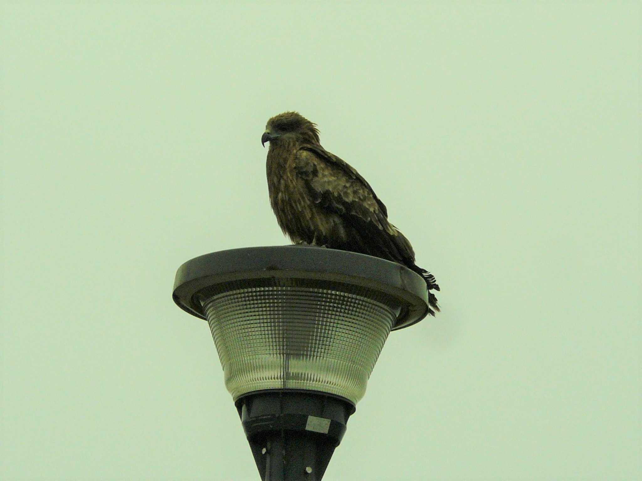 Black Kite