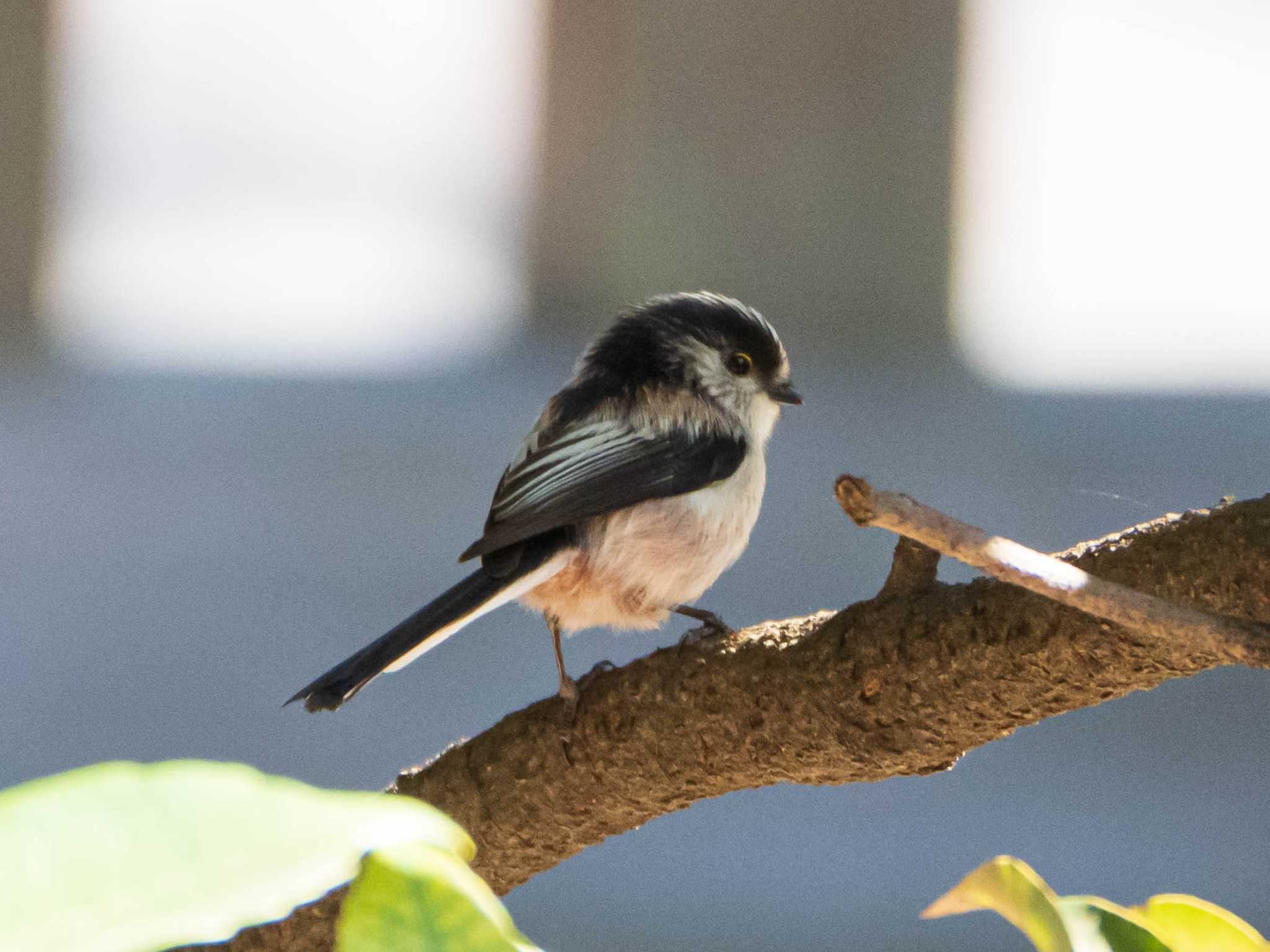 北区立名主の滝公園 エナガの写真