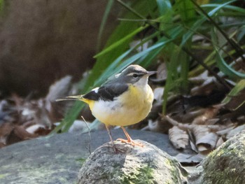 Sun, 2/21/2021 Birding report at 北区立名主の滝公園