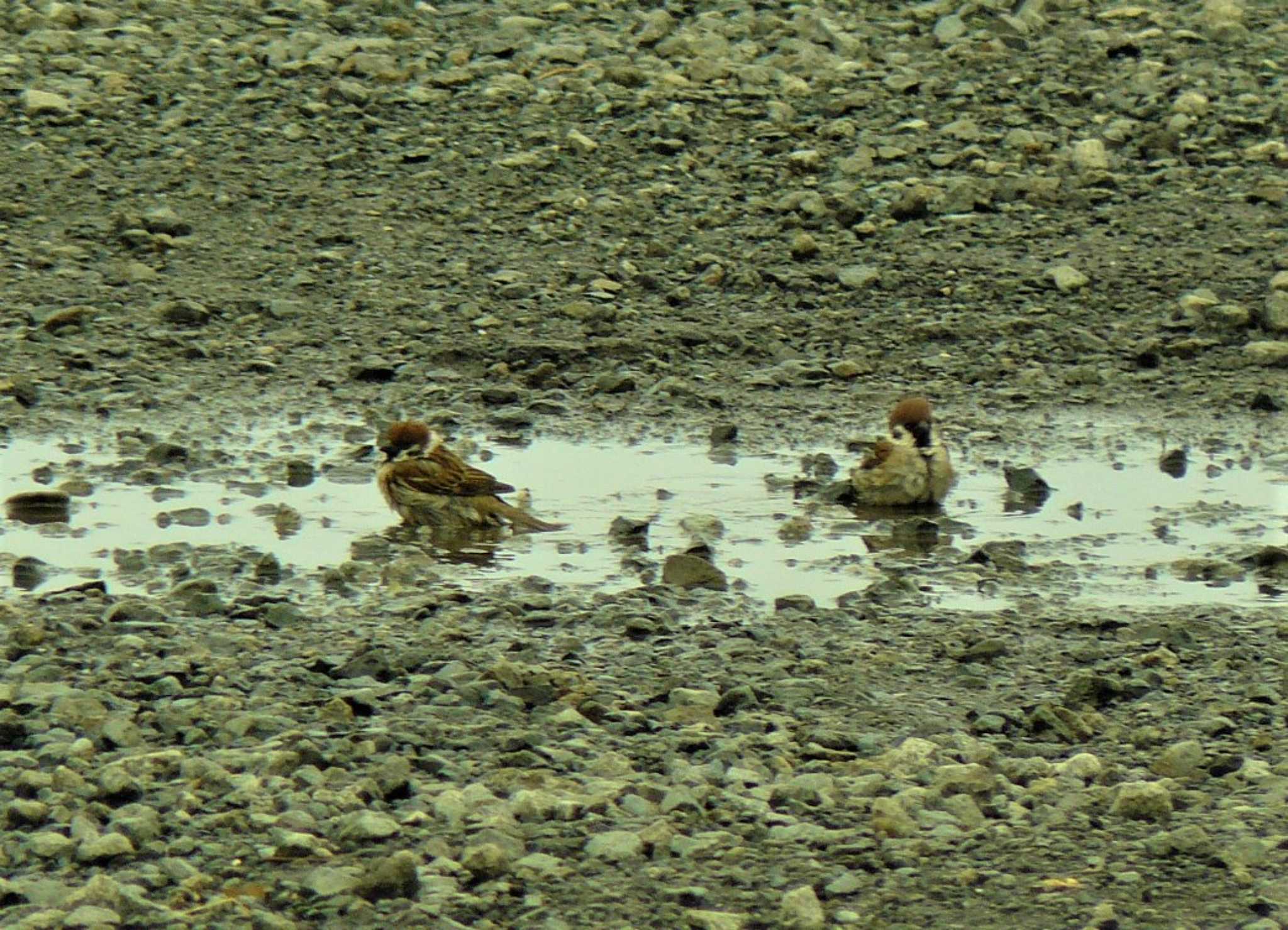 Eurasian Tree Sparrow