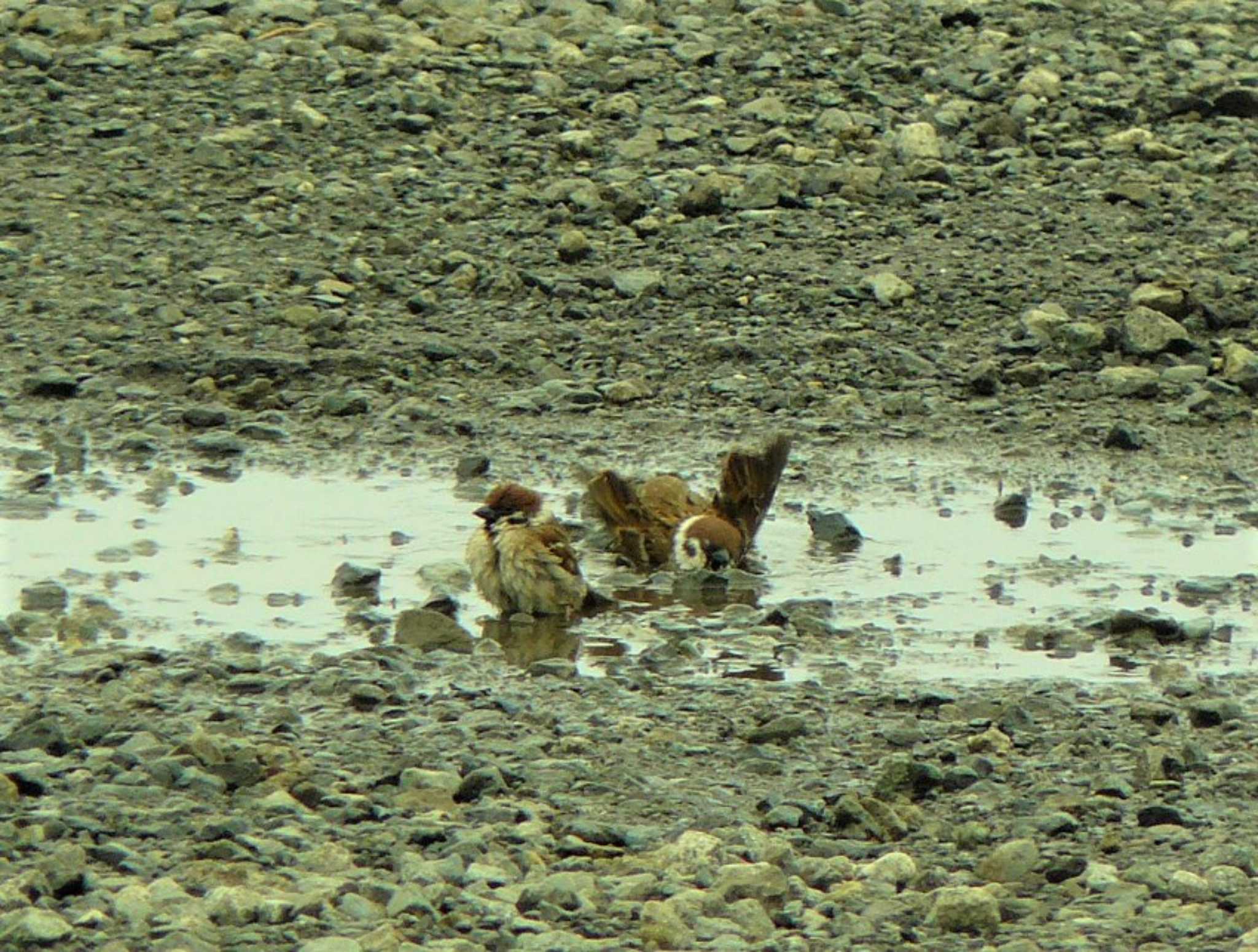 Eurasian Tree Sparrow