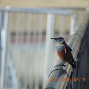 Blue Rock Thrush 豊洲 Sun, 3/14/2021