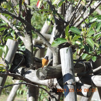 Daurian Redstart 豊洲 Sun, 3/14/2021