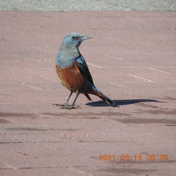 Blue Rock Thrush 豊洲 Sun, 3/14/2021