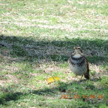 Dusky Thrush 豊洲 Sun, 3/14/2021