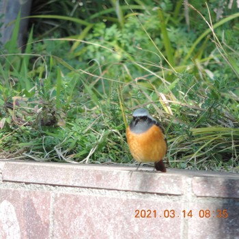 Daurian Redstart 豊洲 Sun, 3/14/2021