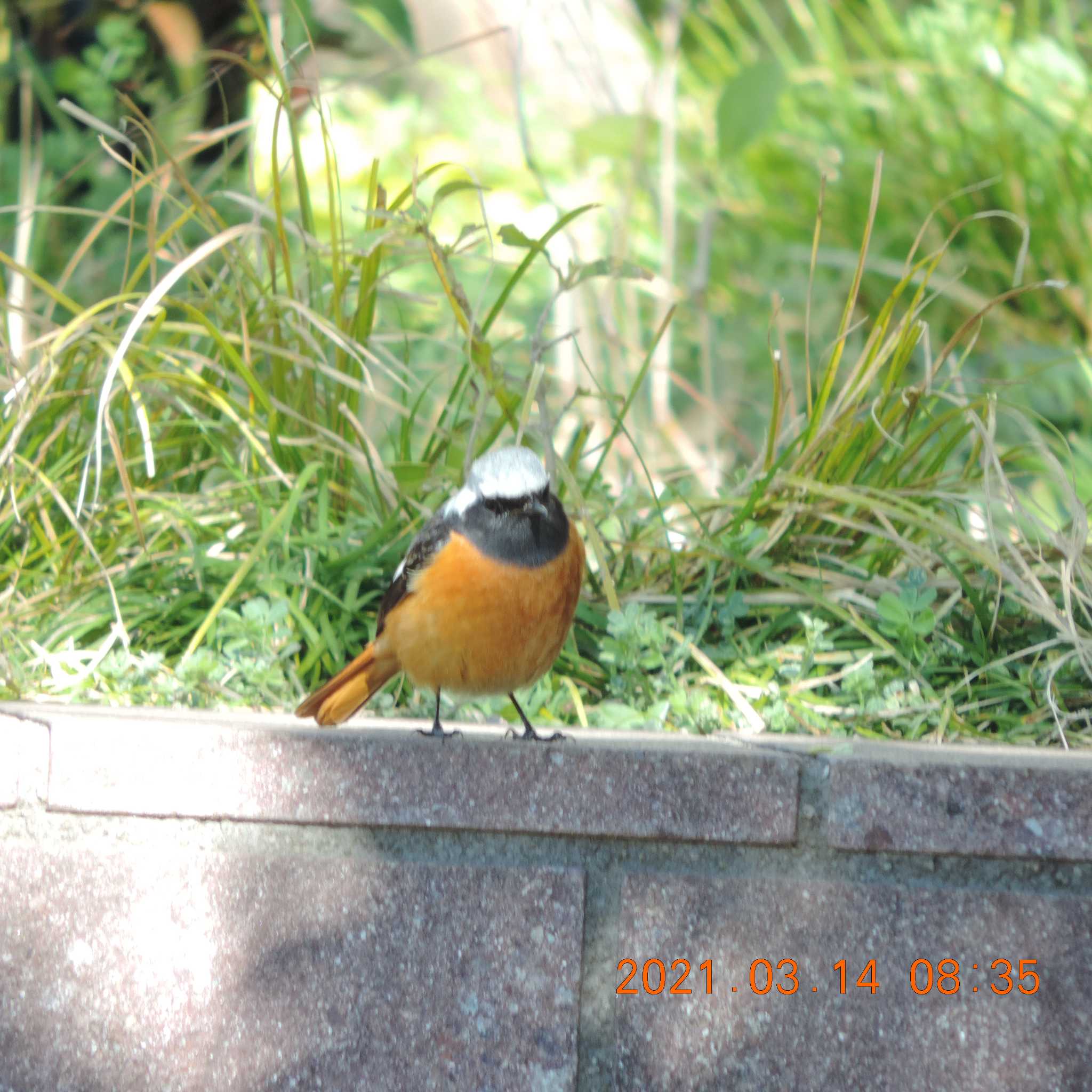 Photo of Daurian Redstart at 豊洲 by K2Uchihira