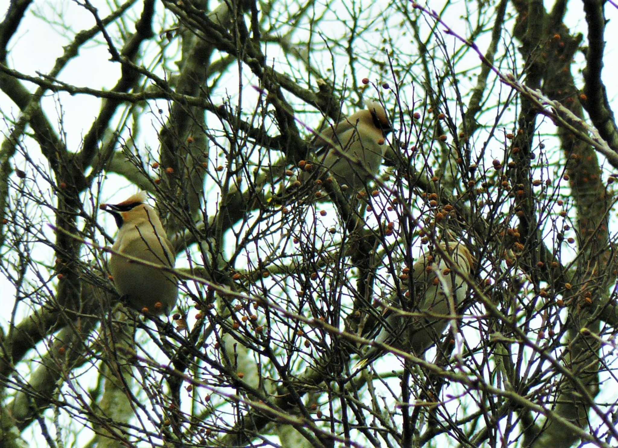 Photo of Bohemian Waxwing at 湘南平 by koshi