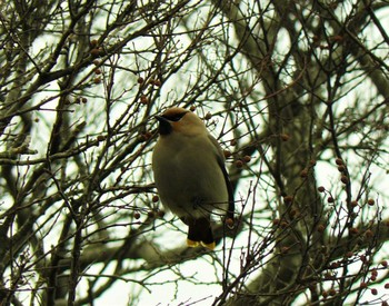 2021年3月6日(土) 湘南平の野鳥観察記録