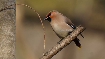 Bohemian Waxwing 東京都多摩地域 Wed, 2/24/2021