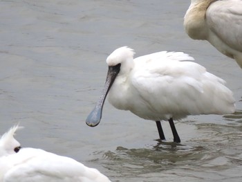 Black-faced Spoonbill 京都郡苅田 Sun, 3/14/2021