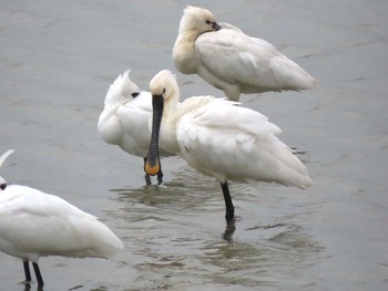 Eurasian Spoonbill 京都郡苅田 Sun, 3/14/2021