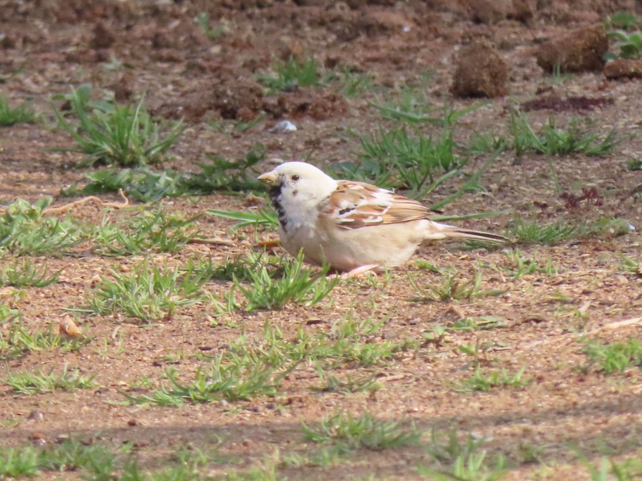 Photo of Eurasian Tree Sparrow at 小倉南区 by くるみ