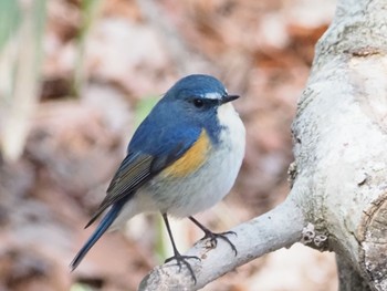 ルリビタキ 日岡山公園 2021年3月7日(日)