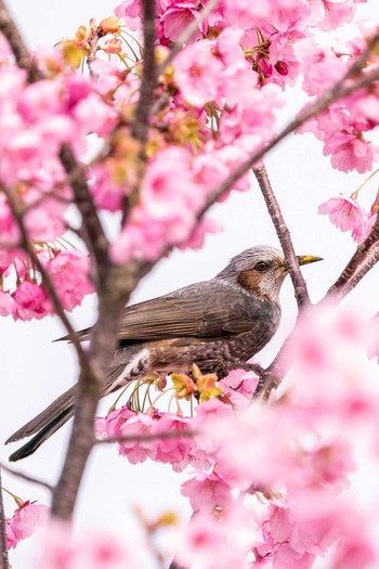 ヒヨドリ 石川県 2020年3月30日(月)