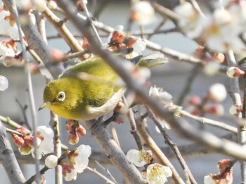 メジロ 石川県 2020年2月21日(金)