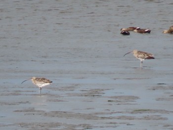 Eurasian Curlew 曽根干潟(曾根干潟) Sat, 3/13/2021