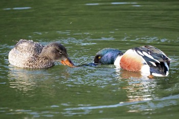 Northern Shoveler 嵯峨野 Thu, 3/11/2021