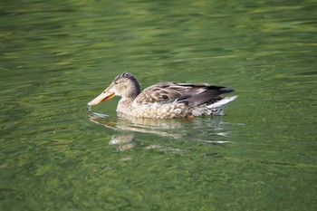 Northern Shoveler 嵯峨野 Thu, 3/11/2021