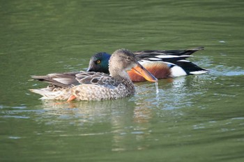 Northern Shoveler 嵯峨野 Thu, 3/11/2021