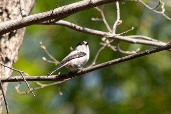 2021年3月14日(日) 三ツ池公園(横浜市鶴見区)の野鳥観察記録