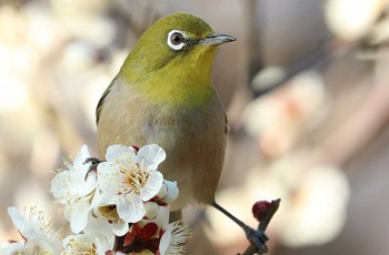 メジロ 東京都 2017年1月28日(土)