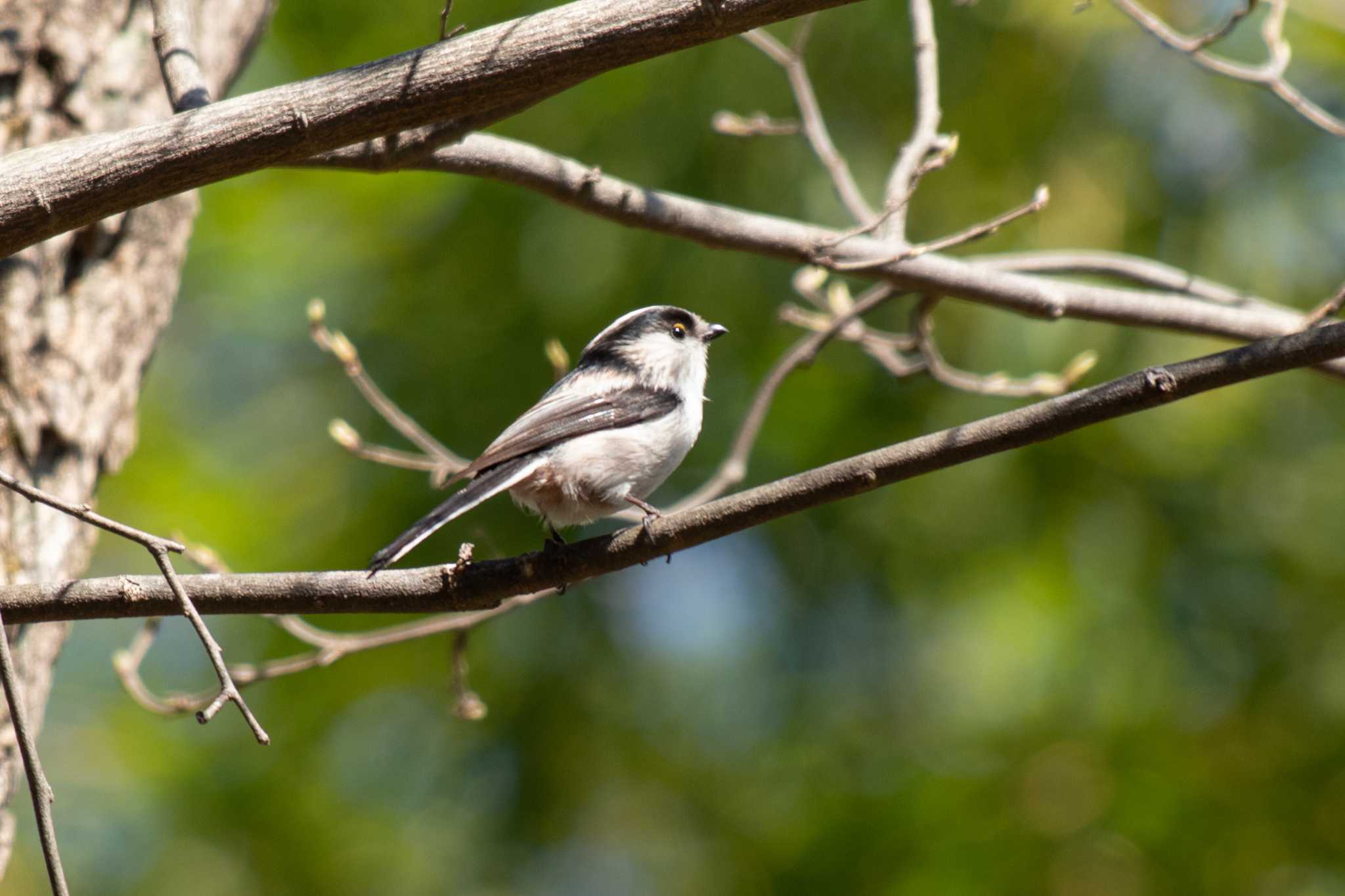 Long-tailed Tit