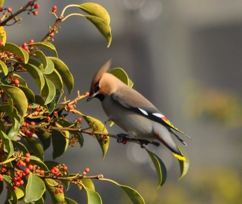 Bohemian Waxwing 湘南平 Sun, 2/21/2021