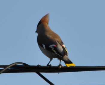 Bohemian Waxwing 湘南平 Sun, 2/21/2021