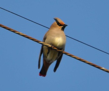 Japanese Waxwing 湘南平 Sun, 2/21/2021