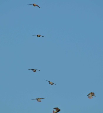 Japanese Waxwing 湘南平 Sun, 2/21/2021