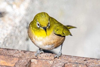 Warbling White-eye 石ケ谷公園 Mon, 1/11/2021