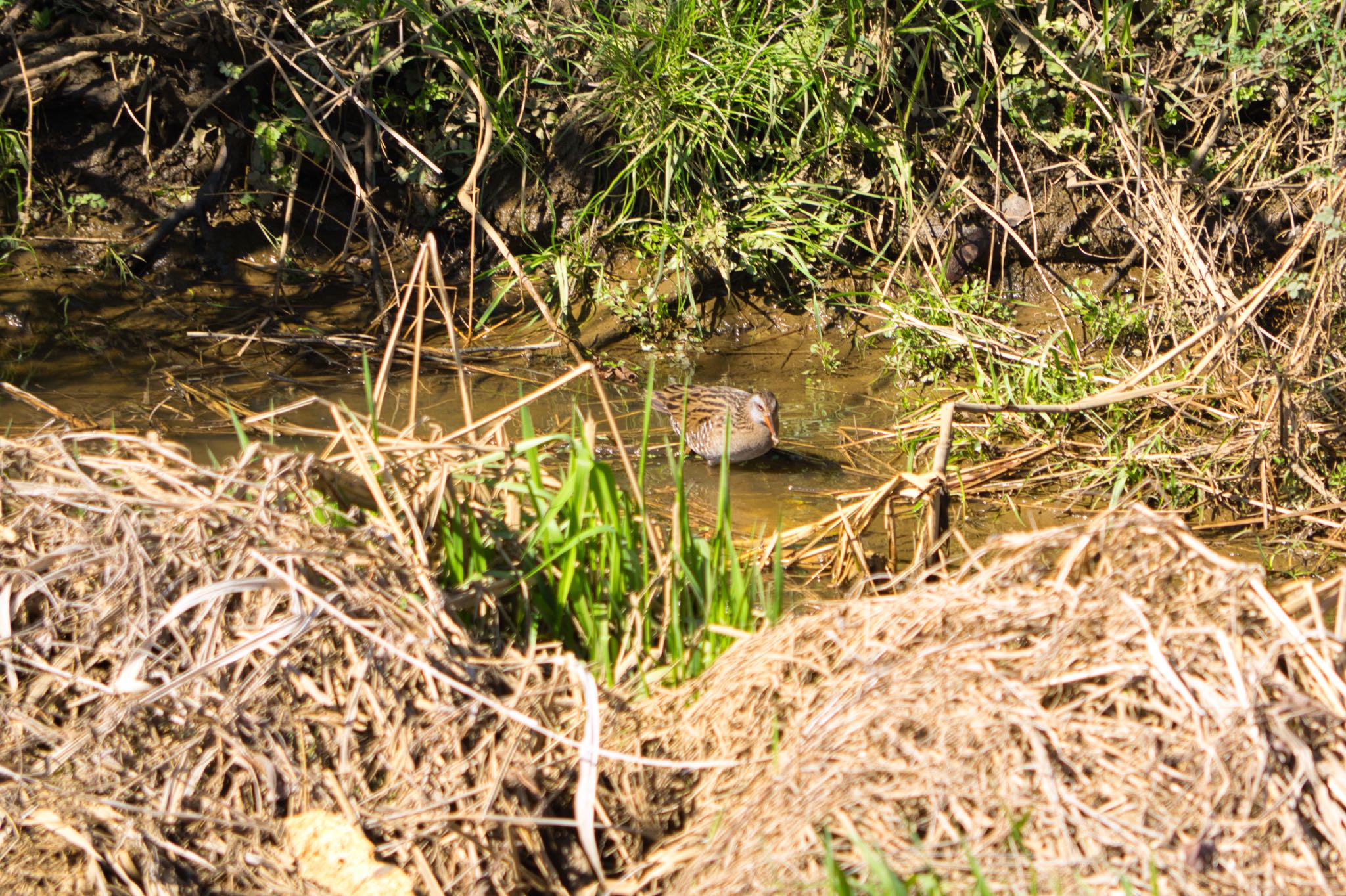 Brown-cheeked Rail