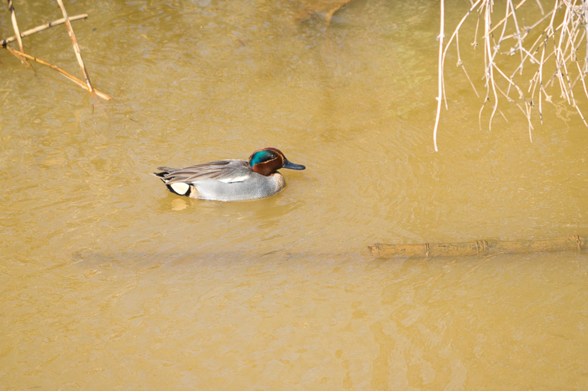 Photo of Eurasian Teal at Akigase Park by naturedrop