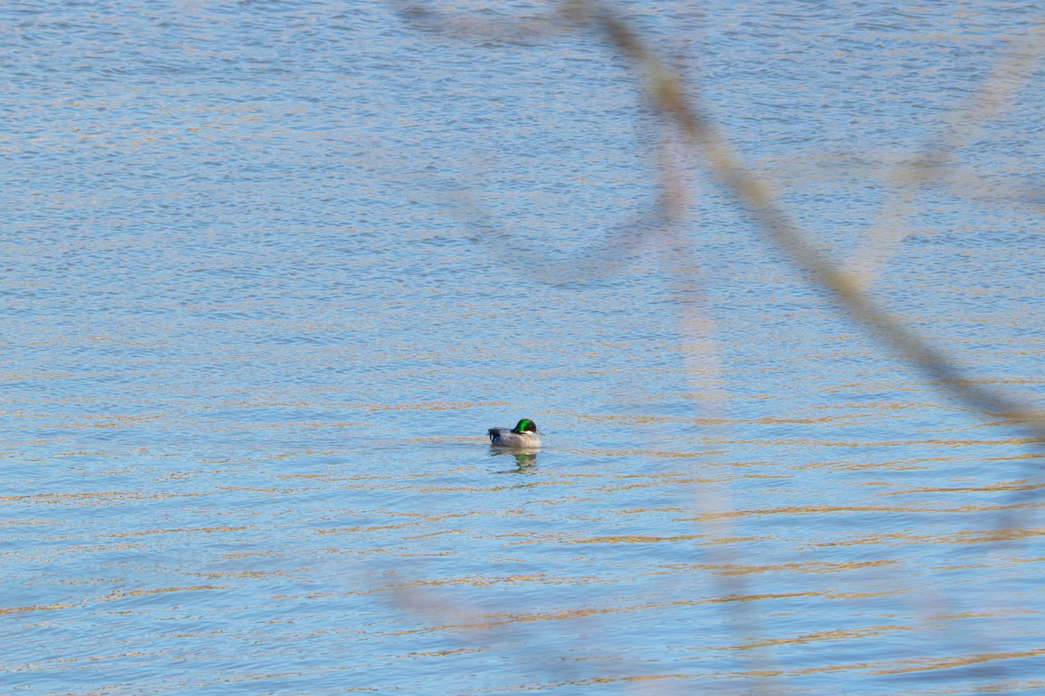 Falcated Duck