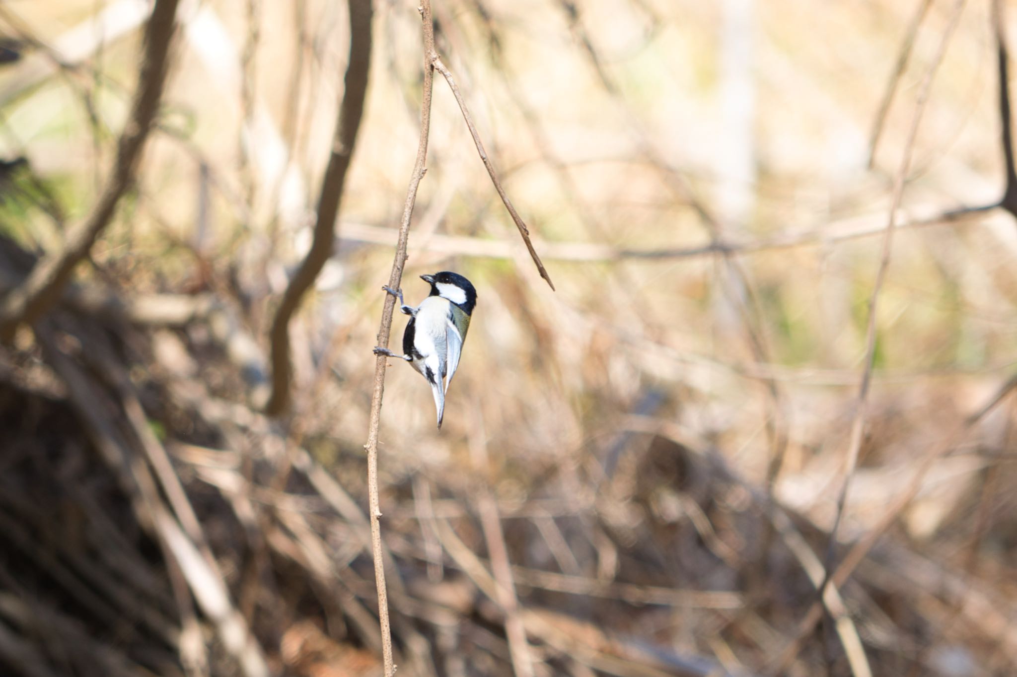 Photo of Japanese Tit at Akigase Park by naturedrop