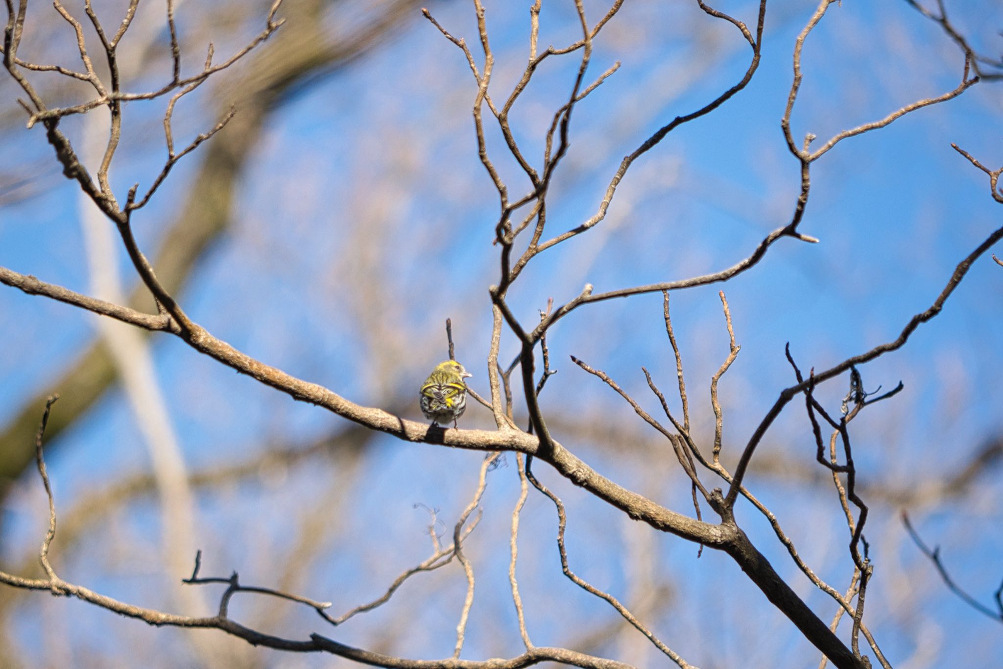 秋ヶ瀬公園 マヒワの写真 by naturedrop