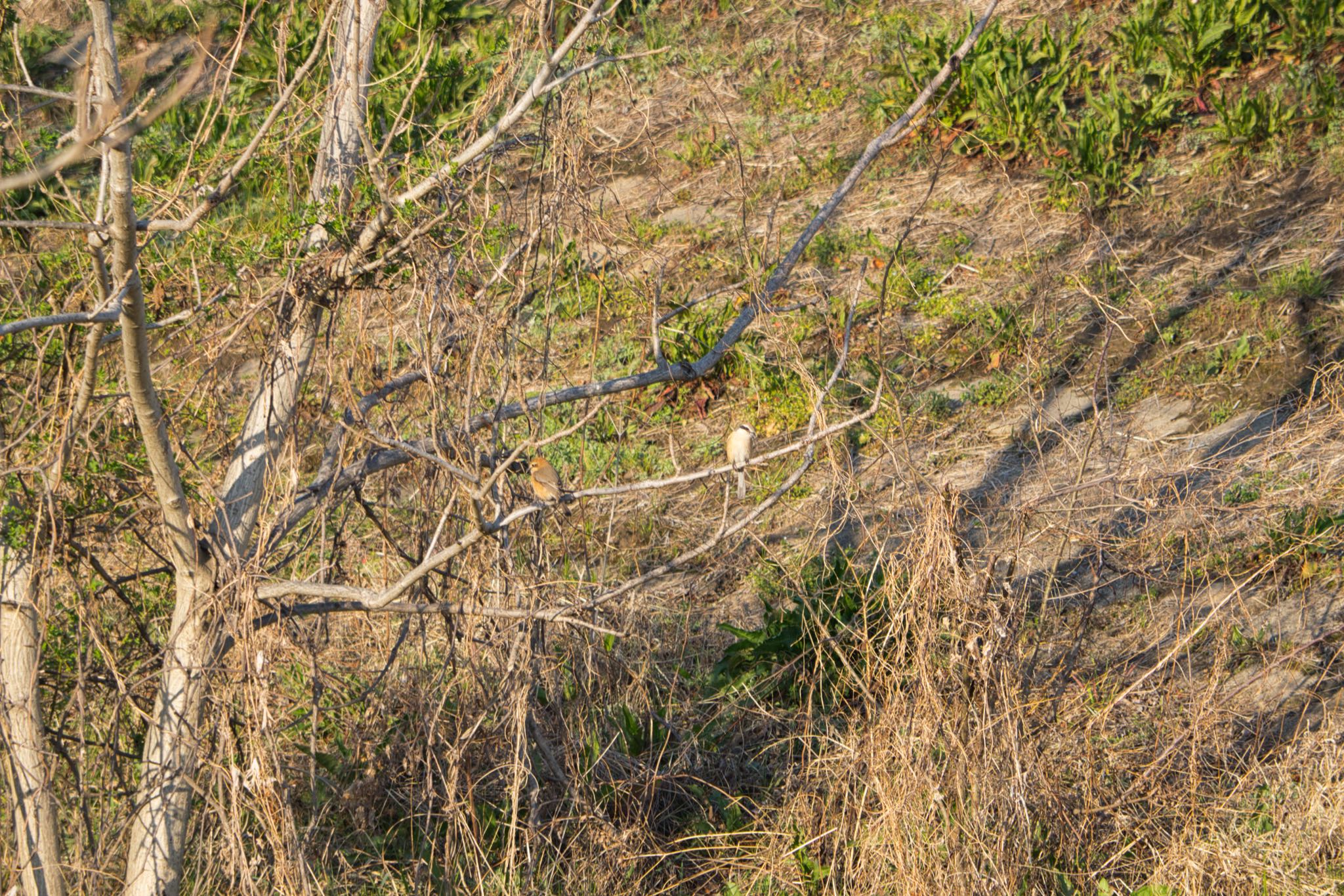 Photo of Bull-headed Shrike at Akigase Park by naturedrop