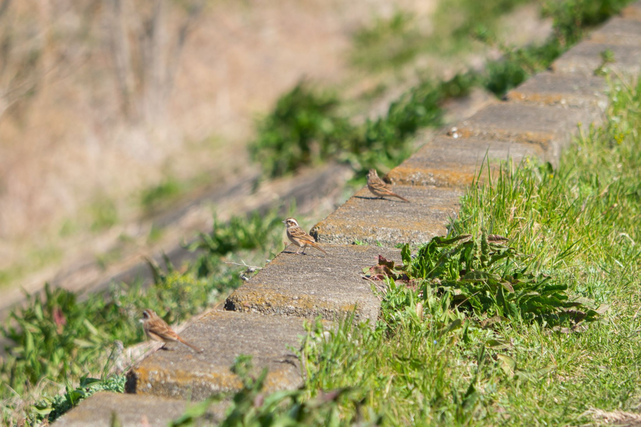 Photo of Meadow Bunting at Akigase Park by naturedrop