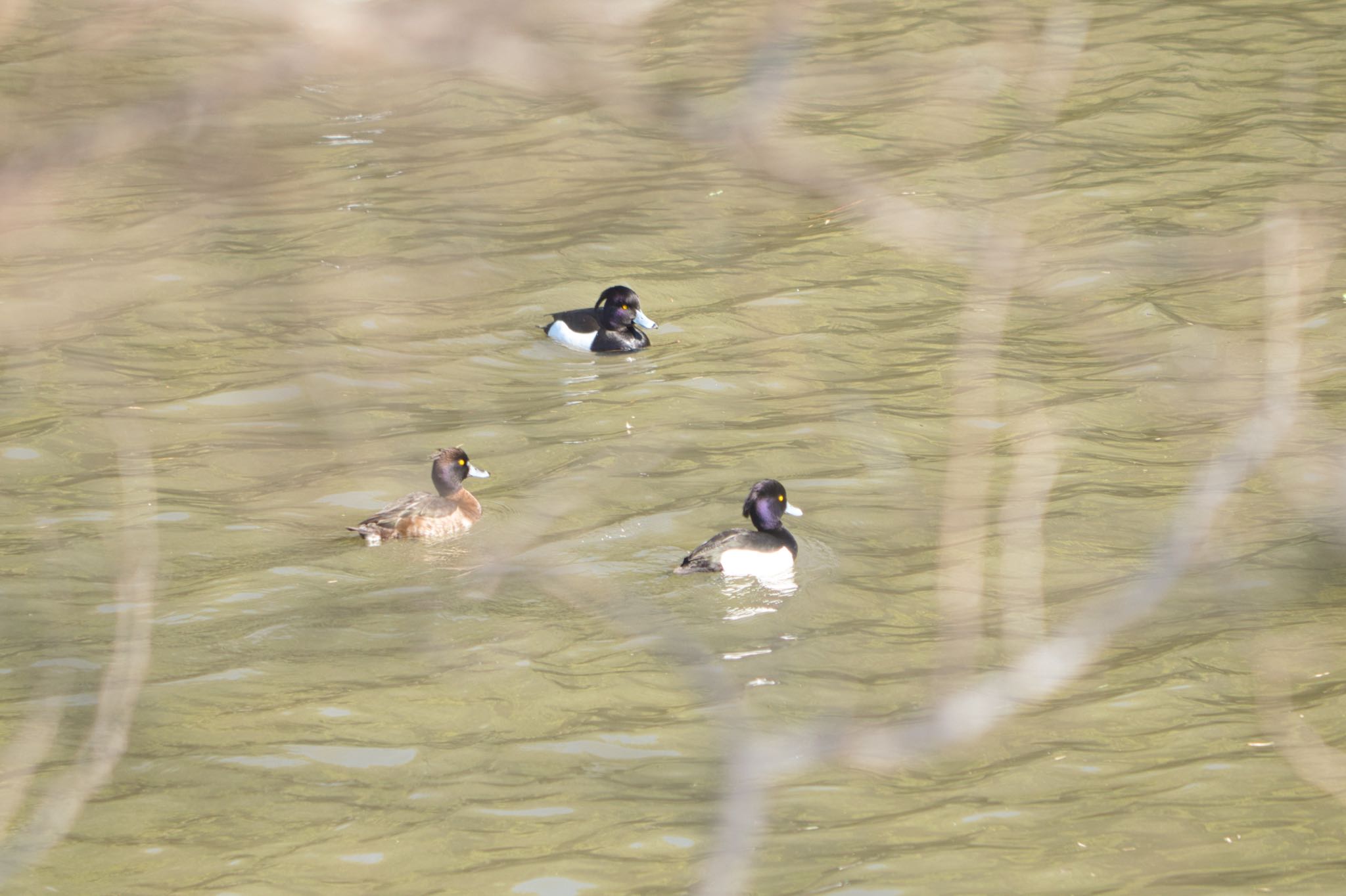 Tufted Duck