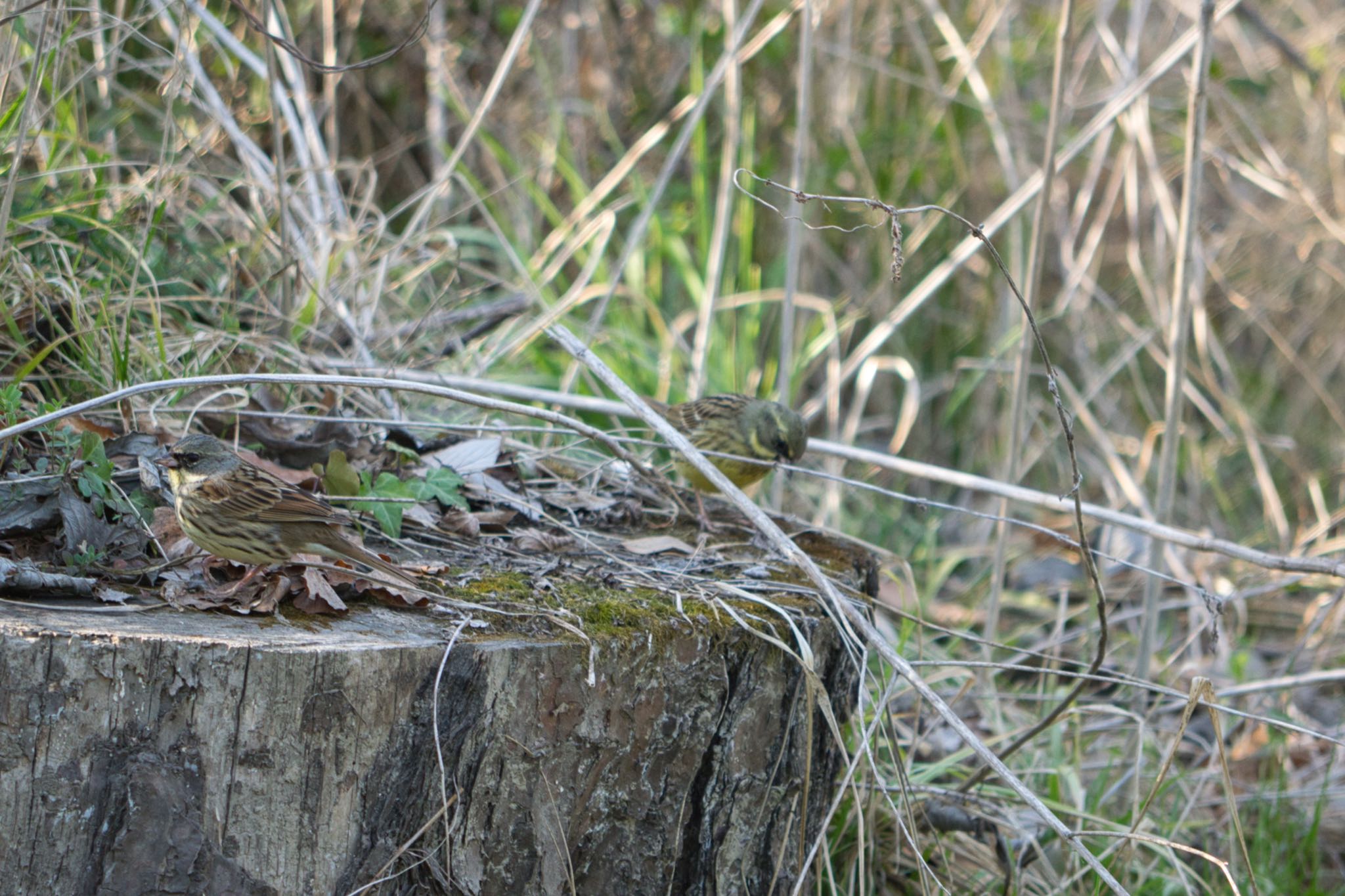 Masked Bunting