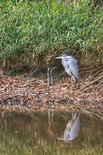 アオサギ 秋ヶ瀬公園 2021年3月14日(日)