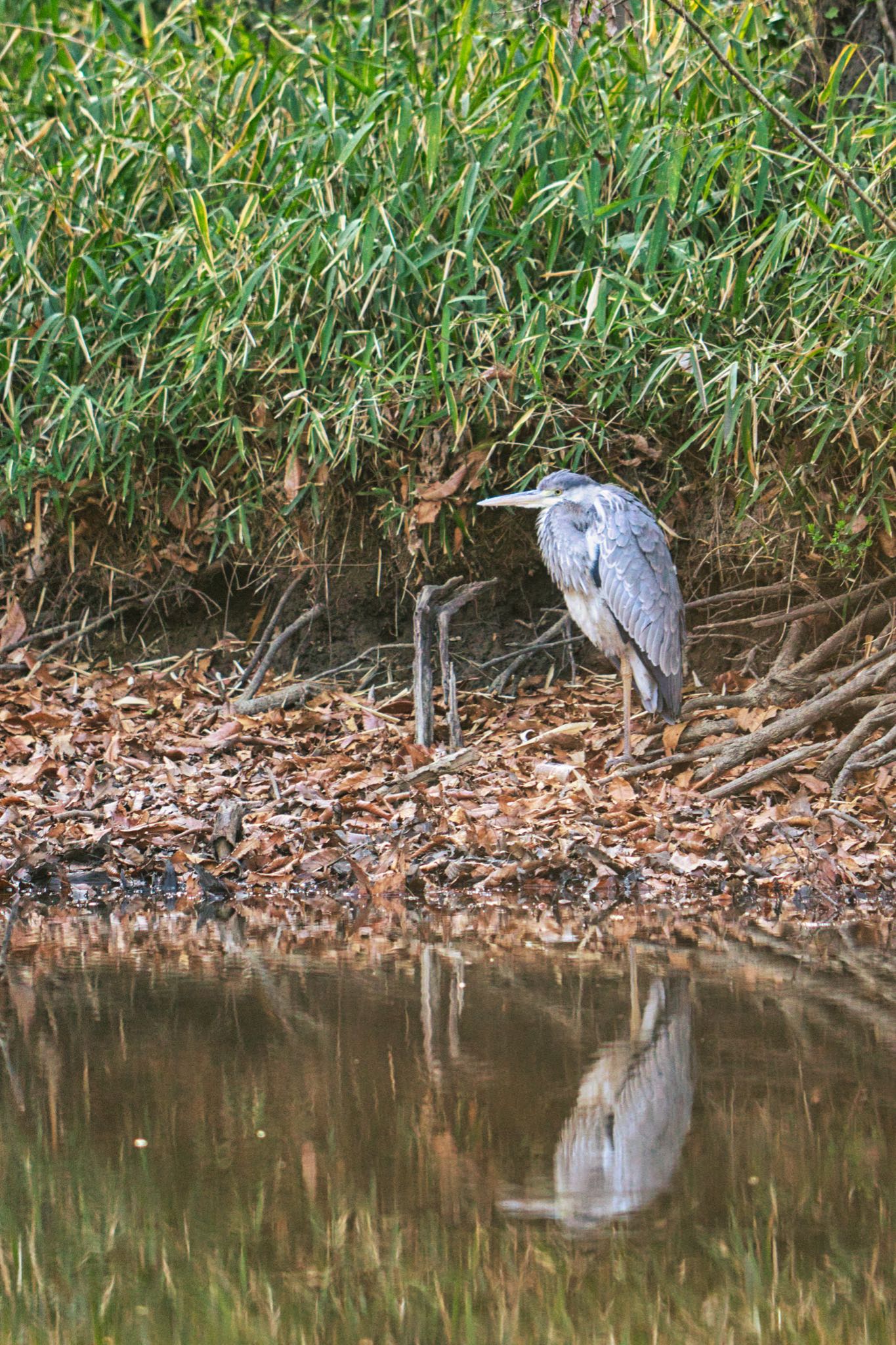 秋ヶ瀬公園 アオサギの写真 by naturedrop