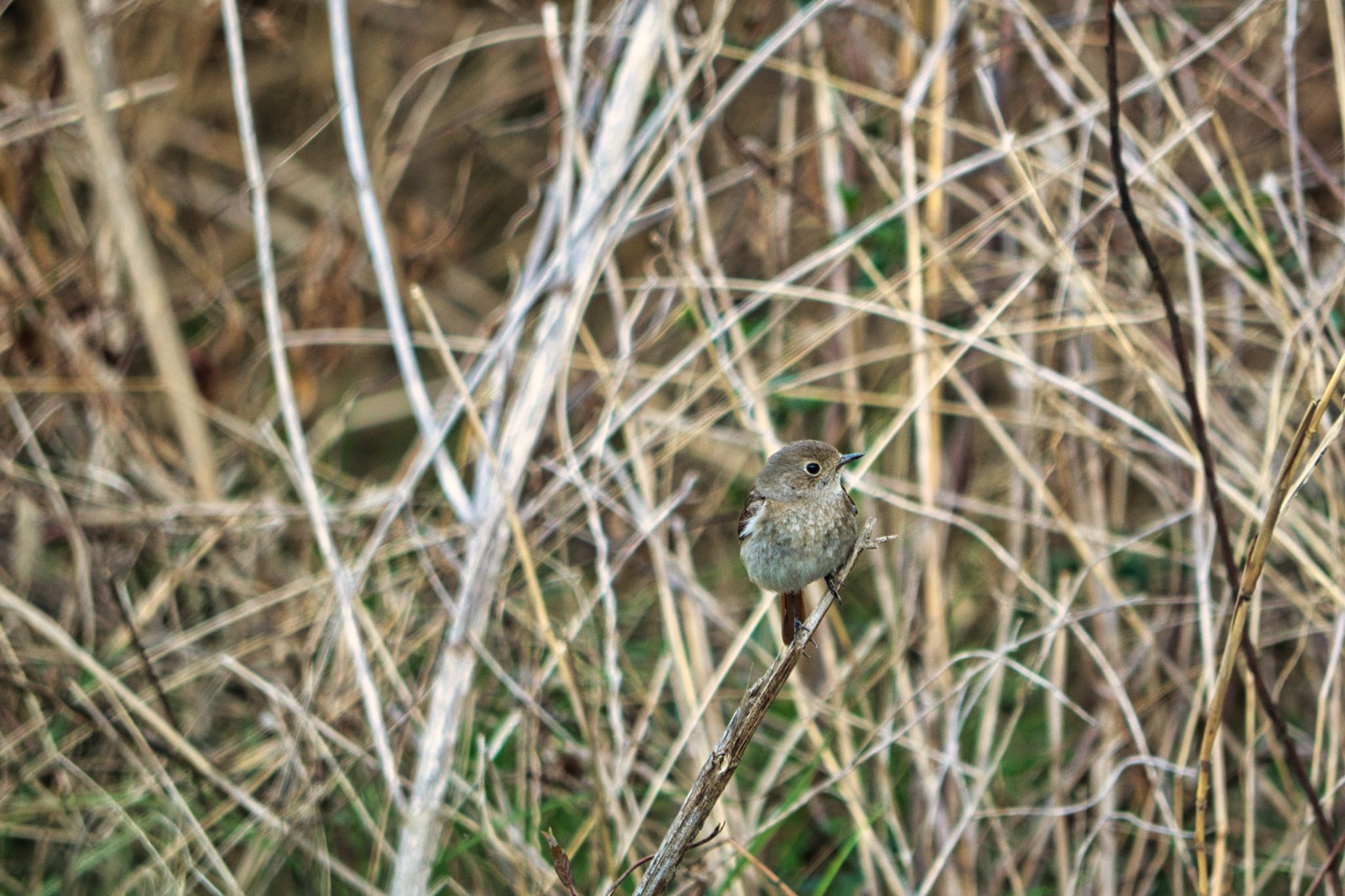 Daurian Redstart