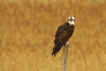 ミサゴ 大阪南港野鳥園 2017年1月29日(日)